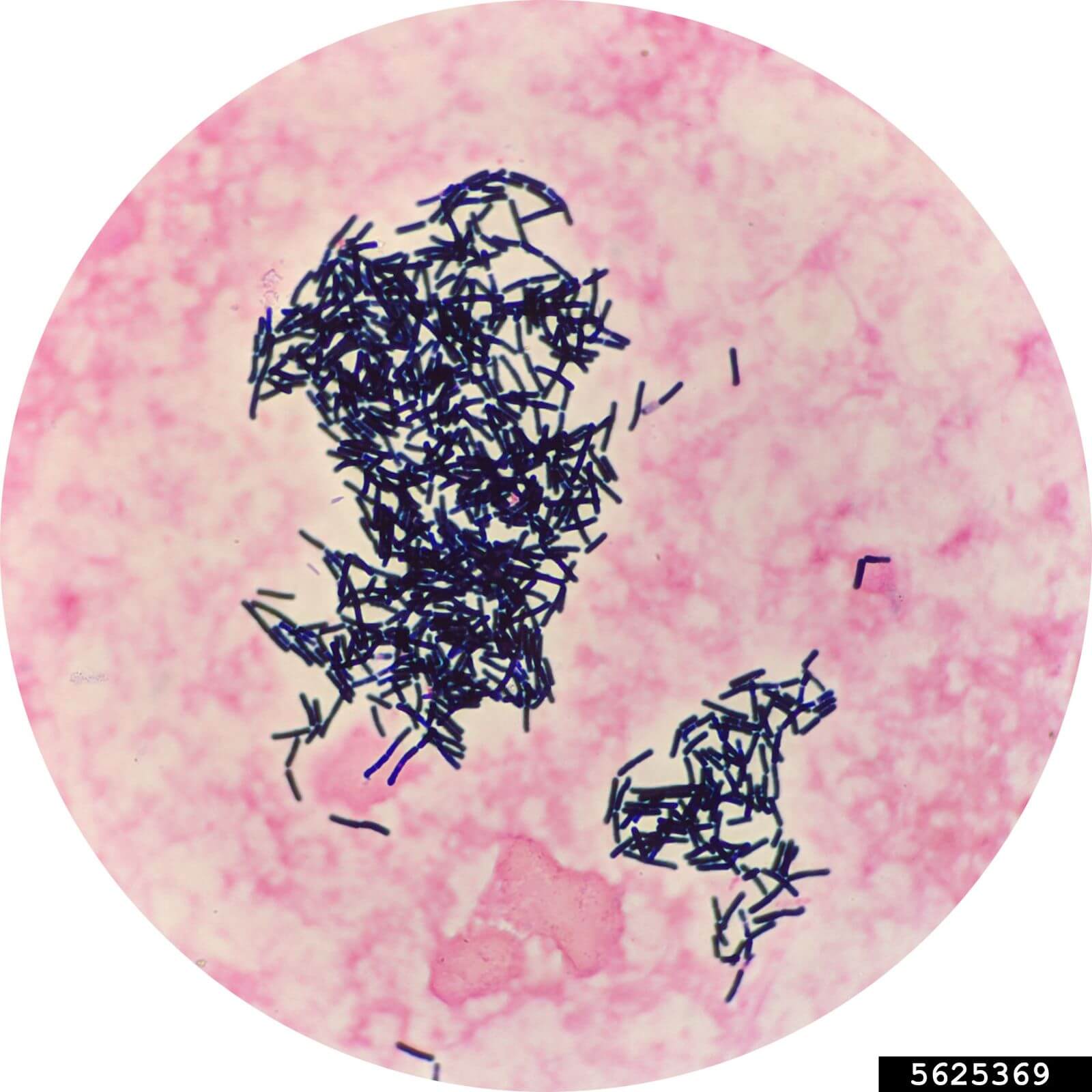 Bacillus Thuringiensis Subdue