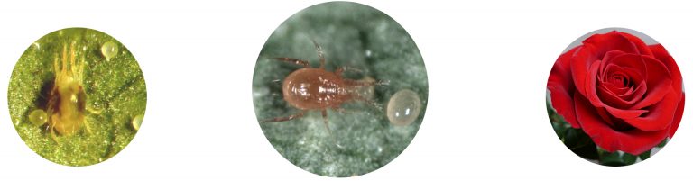 Real Phytoseiulus persimilis