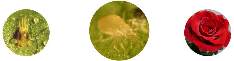 Real Amblyseius andersoni