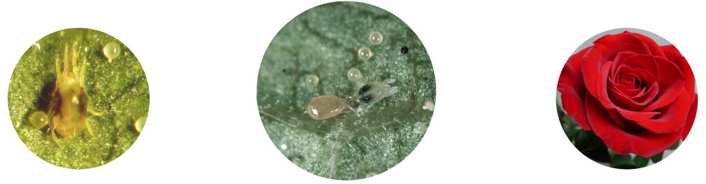 Real Amblyseius Californicus