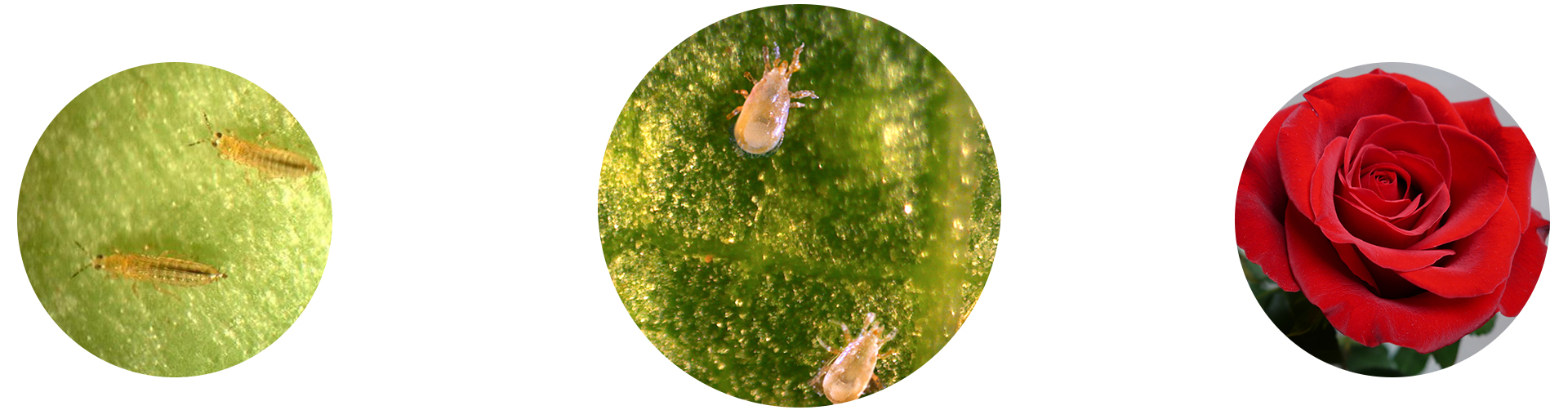 Real Amblyseius cucumeris