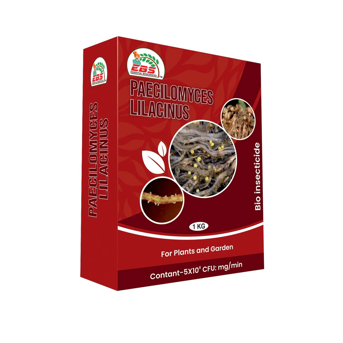 Paecilomyces lilacinus