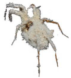 Beauveria Bassiana Prevail