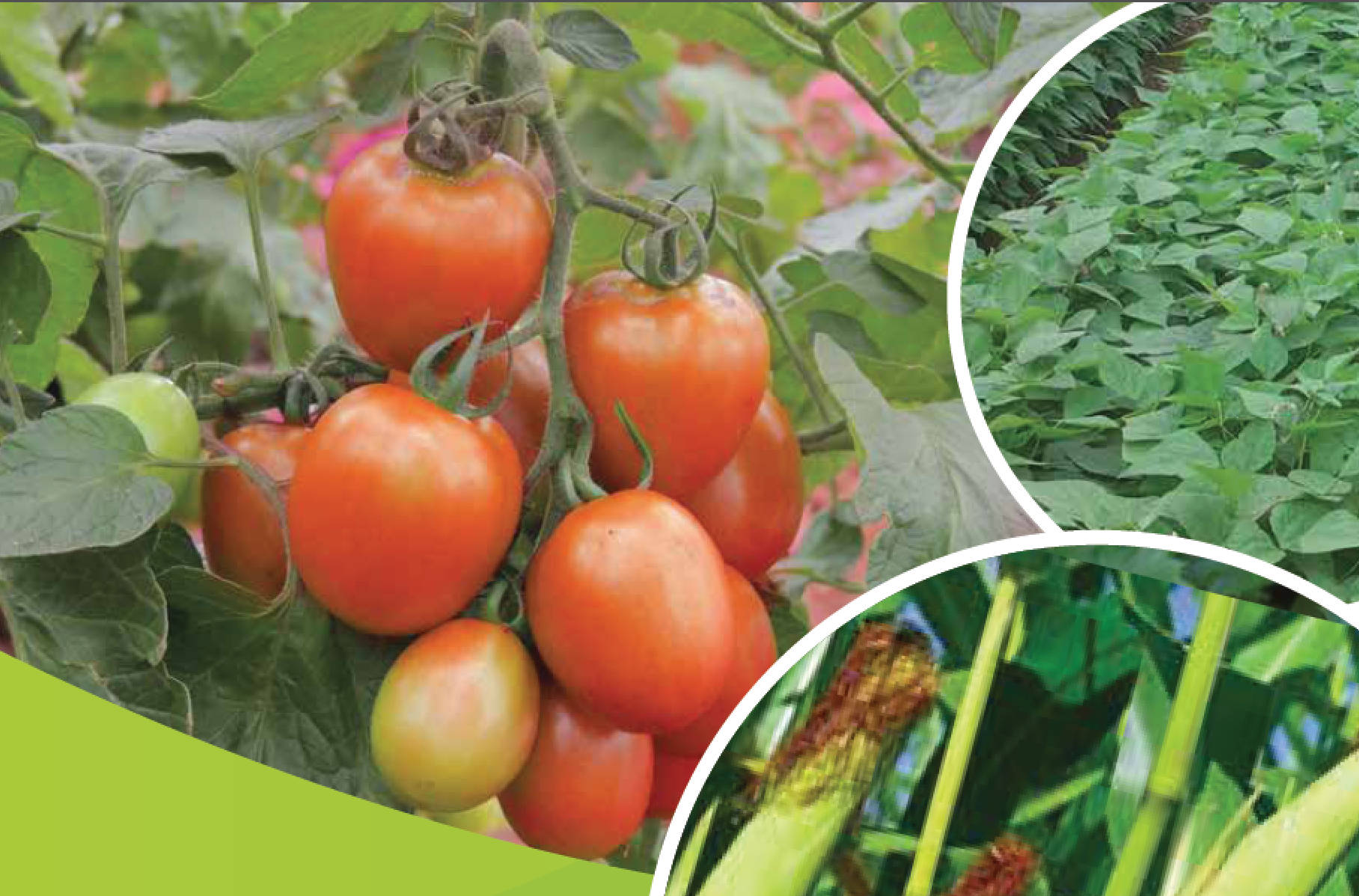 RealIPMug Booklet_CARROT Preview