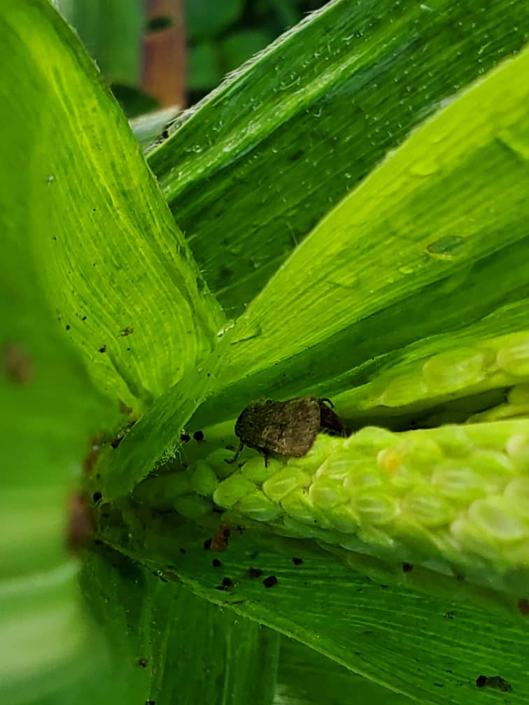 WhatsApp Image 2025-05-20 at 2.52.43 PM