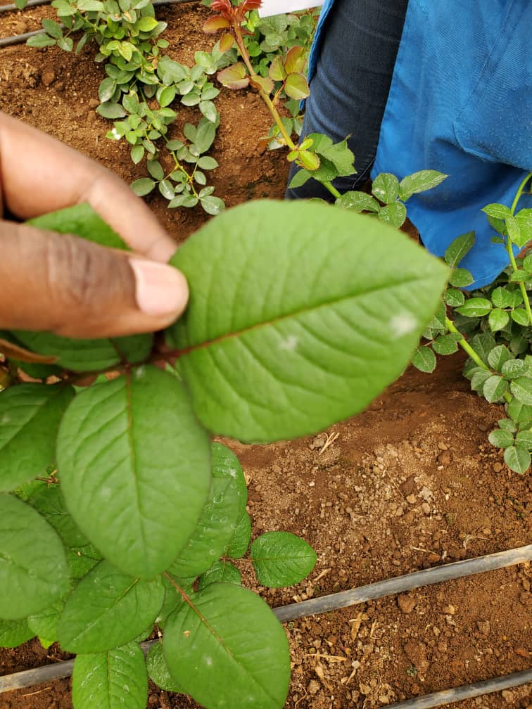 WhatsApp Image 2025-05-20 at 2.52.55 PM